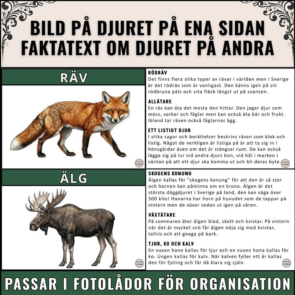 Djur i skogen – Bildkort med fakta och läsförståelse