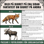 Djur i skogen – Bildkort med fakta och läsförståelse